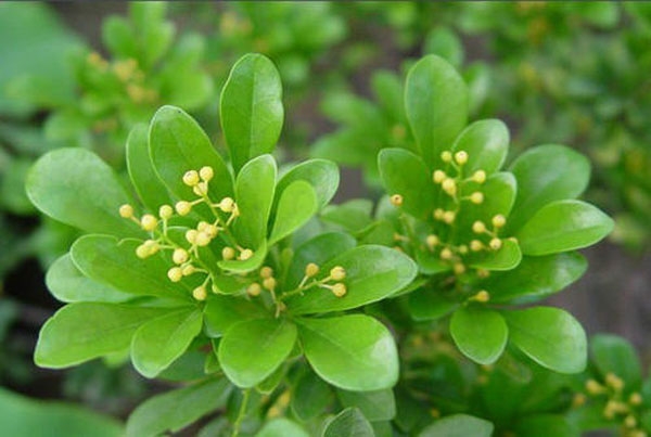 濟(jì)寧大型花卉批發(fā)市場(chǎng)，兗州興隆花卉大市場(chǎng)，霜降節(jié)氣寄語(yǔ)